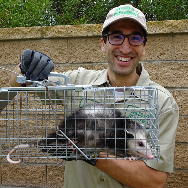 Alabama Wildlife Control